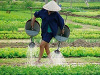 Ein vietnamesischer Gemüsebauer gießt seine Felder von Hand