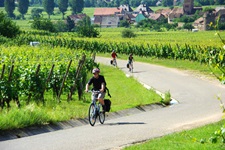 Eine Radlergruppe fährt im Elsass auf einem Radweg an Weinreben vorbei