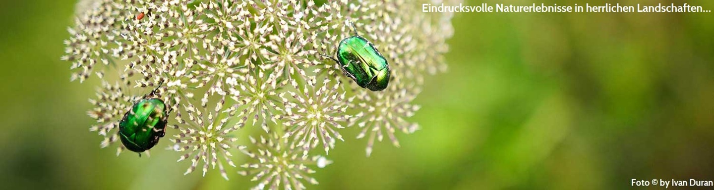 Zwei grün schimmernde Tansykäfer (Blattkäfer) auf einer Schafgarbe