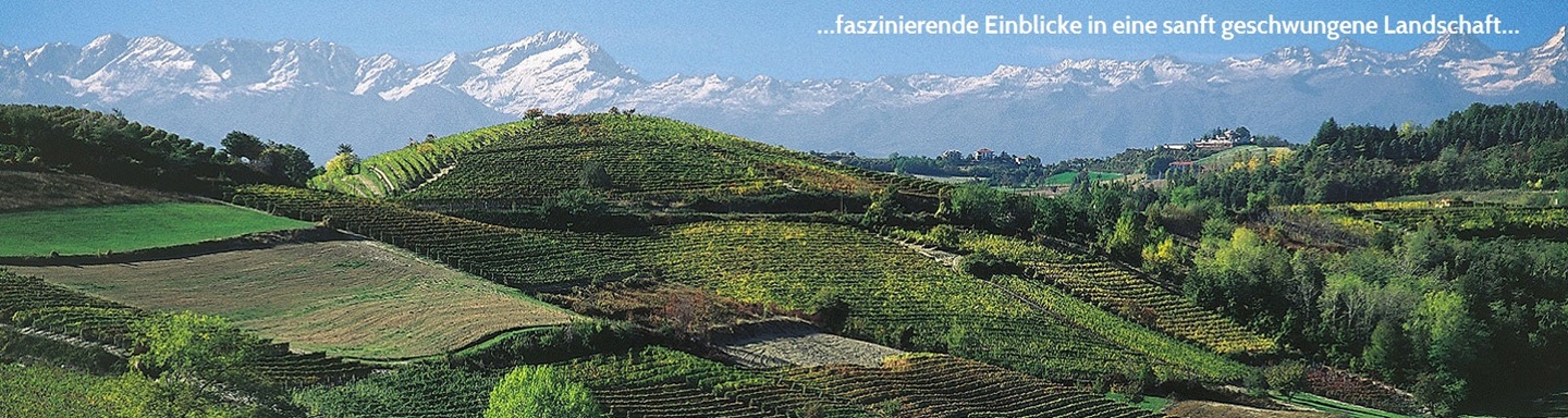 Panoramablick über die Weinberge des Piemont zu den schneebedeckten Alpen