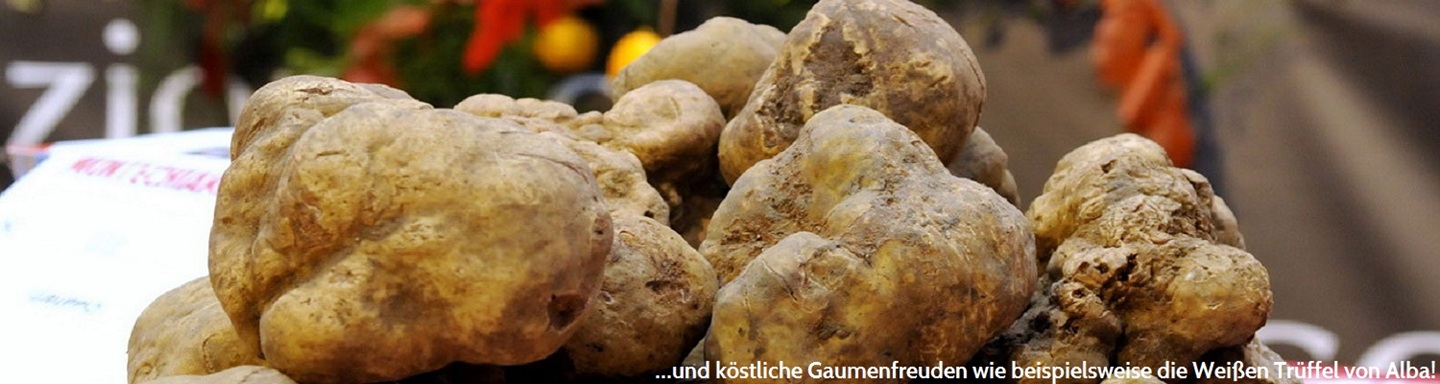 Einige Knollen des weißen Trüffels von Alba, Piemont, Italien