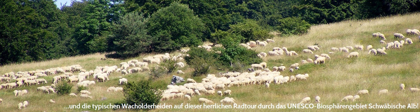 Eine Schafherde auf einer Wacholderheide im Biosphärengebiet Schwäbische Alb