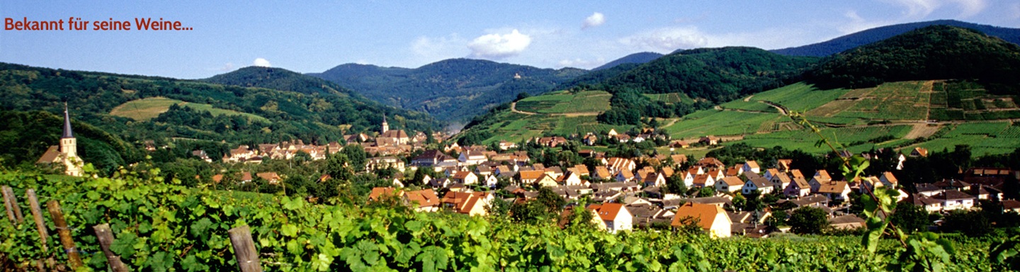 Blick über Weinreben zum Weinbaugebiet Andlau in Frankreich