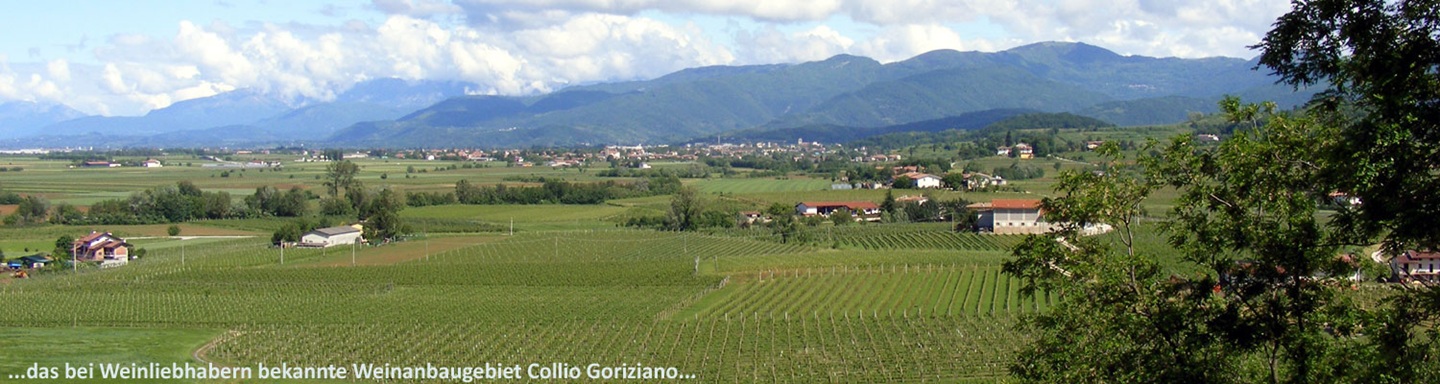 Blick über die Weinreben im Weinanbaugebiet Collio Goriziano, Italien