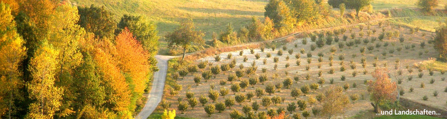 Herbstliche Landschaft mit Bäumen und Olivenbaumfeld im Piemont, Italien