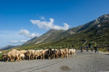 Vier Radfahrer passieren vor herrlicher Bergkulisse eine Schafherde, die gerade die Straße überquert.
