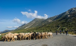 Vier Radfahrer passieren vor herrlicher Bergkulisse eine Schafherde, die gerade die Straße überquert.