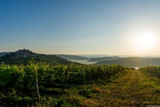 Ein Weinberg in Istrien. Links im Hintergrund erhebt sich die auf einem Hügel gelegene Stadt Motovun.