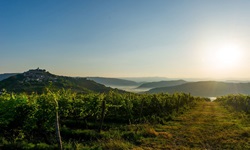 Ein Weinberg in Istrien. Links im Hintergrund erhebt sich die auf einem Hügel gelegene Stadt Motovun.