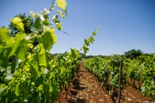 Ein Weinberg bei Savicenta in Istrien.