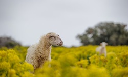 Ein weißes Schaf mit einigen schwarzen Flecken im Gesicht steht in einer gelb blühenden Blumenwiese auf der Insel Pag und schaut neugierig in die Kamera. Im Hintergrund ist ein weiteres Schaf zu erkennen.