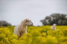 Ein weißes Schaf mit einzelnen schwarzen Punkten im Gesicht steht inmitten einer gelb blühenden Wiese auf der Insel Pag und schaut den Betrachter neugierig an. Rechts im Hintergrund ist ein weiteres Schaf zu erkennen.