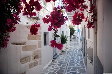 Ein rot blühender Bougainvillea-Strauch in einer engen, von schneeweißen Häusern gesäumten Gasse auf den Kykladen.