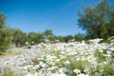 Blühende Margeriten in einem Nationalpark Dalmatiens.