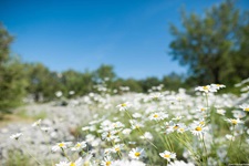 Ein Meer aus blühenden Margeriten in einem dalmatinischen Nationalpark.