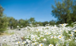 Ein Meer aus blühenden Margeriten in einem dalmatinischen Nationalpark.