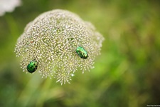 Zwei Rosenkäfer nehmen auf einer weißen Doldenblüte Nektar auf.