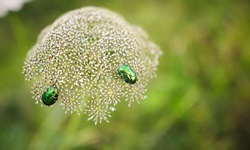 Zwei Rosenkäfer nehmen auf einer weißen Doldenblüte Nektar auf.