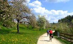 Zwei Radfahrer auf einem geschotterten Radweg neben einer Wiese mit blühenden Bäumen