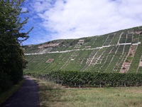 Blick auf einen Teil des Neckartalradwegs und die hoch aufragenden Weinbergen