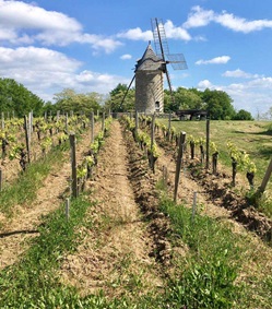 Weinreben und Windmühlen bilden im Bordeauxgebiet manch wildromantisches Idyll.