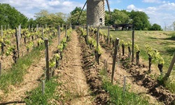 Weinreben und Windmühlen bilden im Bordeauxgebiet manch wildromantisches Idyll.