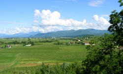 Blick über ein Weinanbaugebiet im Friaul