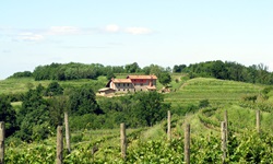 Blick über ein Weinanbaugebiet und auf eine Weinkellerei im Friaul