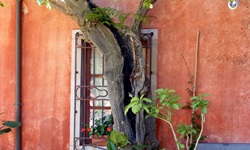 Blick auf einen alten, gespaltenen Baum und Pflanzen vor einem Fenster
