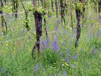 Weinreben in Venetien