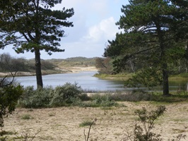 Blick auf eine Bucht in der Flora am Ijsselmeer