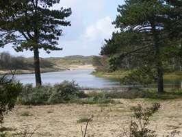Blick über die Landschaft mit Wald und Sanddünen in Holland