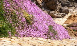 Nackter Stein und rosa blühende Levkojen bilden an dieser Felsküste auf Sardinien einen wunderschönen Gegensatz.