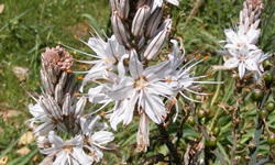 Affodill-Blüten an Sardiniens Westküste.
