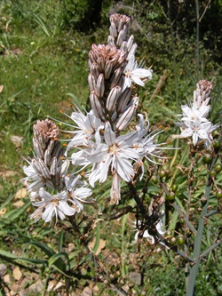 Affodill-Blüten an Sardiniens Westküste.