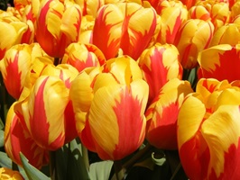 Detailbild von Tulpen in rot-orange