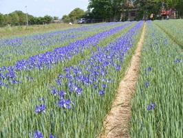 Blau blühendes Schwertlilienfeld in den Niederlanden auf der Radtour um das Ijsselmeer