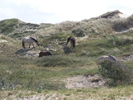Weidende Pferde auf den Dünen in Holland