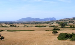 Abgeerntete, teilweise von Wacholderbüschen umrahmte Getreidefelder im Süden Sardiniens.