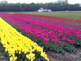 Tulpenfeld mit roten, pinken und gelben Tulpen in den Niederlanden