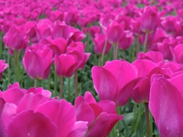 Pink blühende Tulpen in Holland