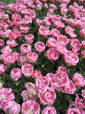 Rosa blühende Pfingstrosen