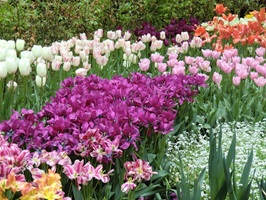 Blühende Blumen in Holland