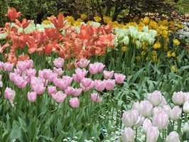 Detailblick auf bunt blühende Blumen