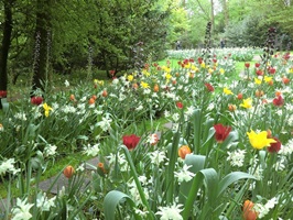 Park in Holland mit bunt blühenden Blumen