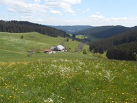 Malerisch inmitten blühender Wiesen gelegenes Gehöft im südlichen Schwarzwald.