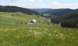 Malerisch inmitten blühender Wiesen gelegenes Gehöft im südlichen Schwarzwald.