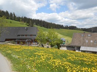 Südschwarzwaldidyll mit blühenden Löwenzahnwiesen, malerischen Gehöften und tiefgrün bewaldeten Hügeln.