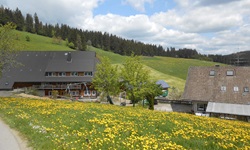 Südschwarzwaldidyll mit blühenden Löwenzahnwiesen, malerischen Gehöften und tiefgrün bewaldeten Hügeln.