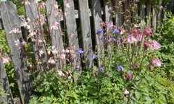 Blau und rosa blühende Akeleien vor einem alten Lattenzaun im Südschwarzwald.